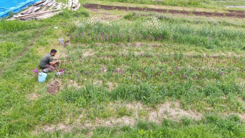 Tarlada yetişiyor, kilosu 13 bin liraya satılıyor - Resim: 2