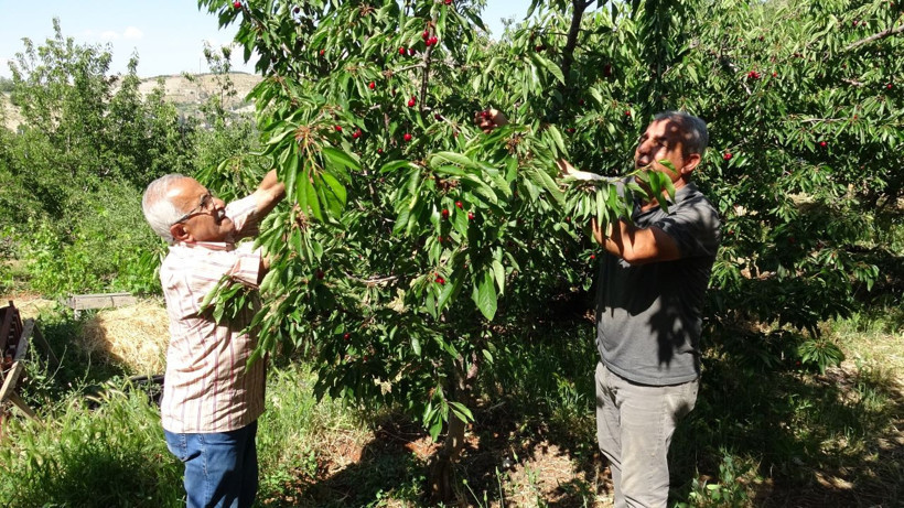 Dalbastı kirazında hasat başladı: 3 bin TL yevmiyeye rağmen işçi bulunamıyor - Resim: 4