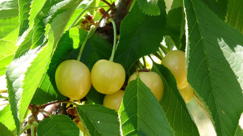 Dalbastı kirazında hasat başladı: 3 bin TL yevmiyeye rağmen işçi bulunamıyor - Resim: 1