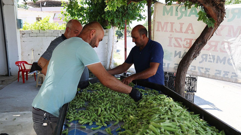 Bamyada hasat başladı, üretici destek bekliyor - Resim: 4