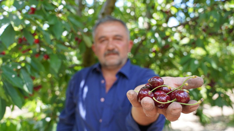 Kirazda fiyat makası büyüdü: Tarlada 60, markette 200 TL - Resim: 6