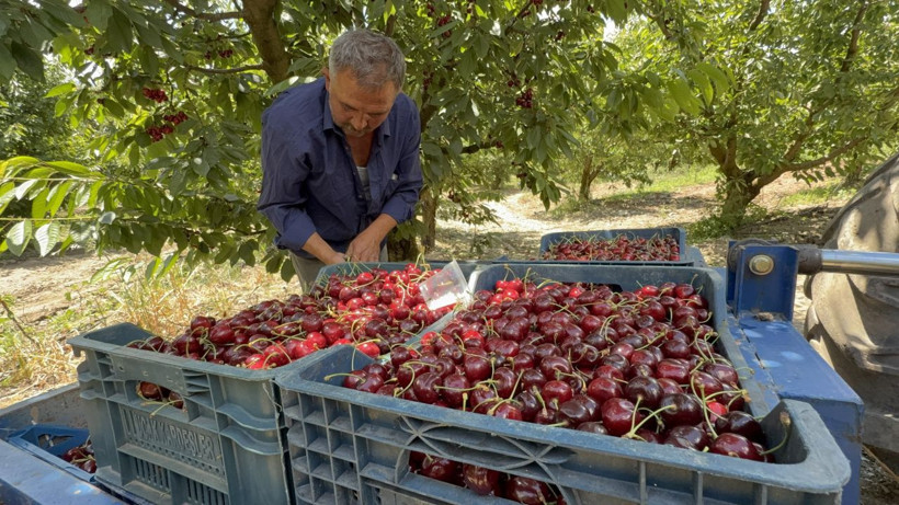Kirazda fiyat makası büyüdü: Tarlada 60, markette 200 TL - Resim: 1