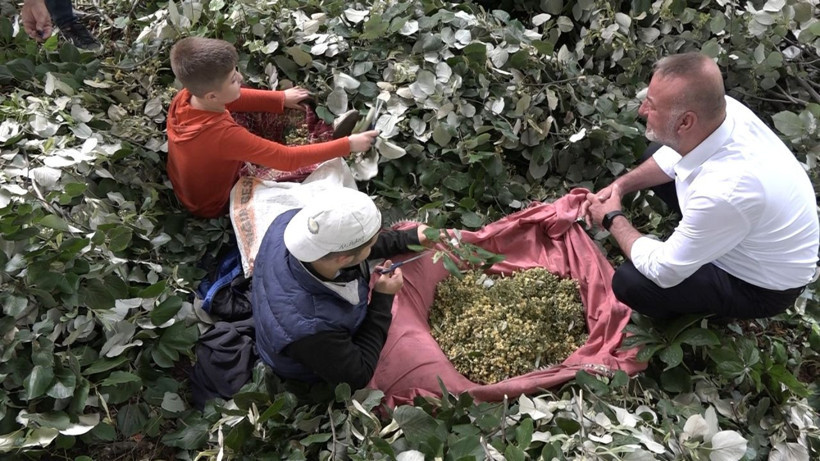 Kilosu ormanda 3 bin lirayı buluyor: Ihlamur ormanlarında ölümüne cesaret - Resim: 1