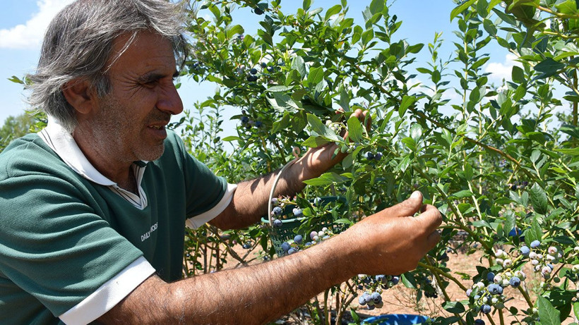 Tekstili bıraktı, yaban mersinine yöneldi: Hedefi 20 ton - Resim: 4