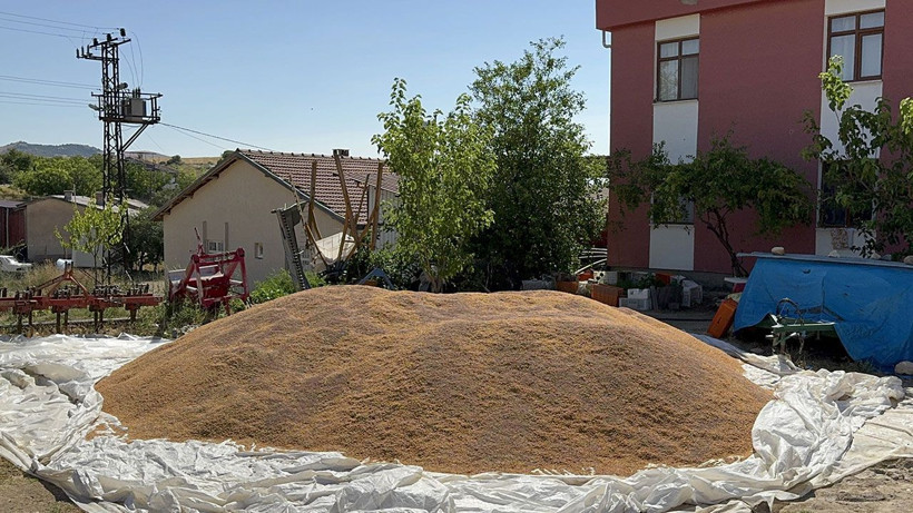 Devlet desteği kırmızı mercimeğe yaradı: Üretim ve rekolte arttı - Resim: 1