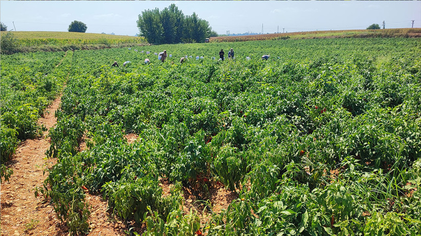 Hırsızlardan "hasat": Bir gecede 1 ton biber çaldılar - Resim: 4