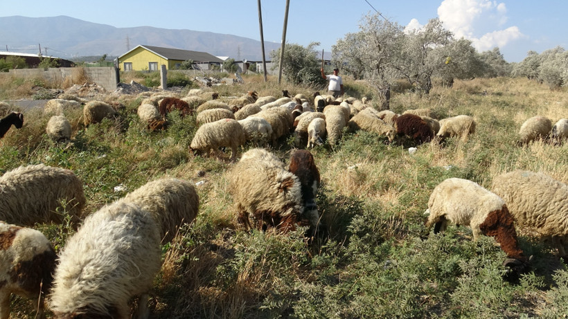 40 derece sıcakta zorlu mesai: 80 bin TL maaşa çoban bulunamıyor - Resim: 2
