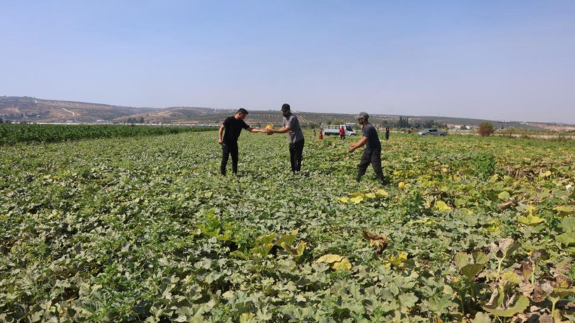 Tarlada 10 TL, manavda 40 TL: Üretici hasattan memnun fiyattan dertli - Resim: 1