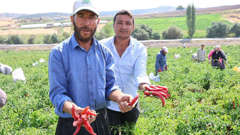 Maraş biberinde hasat başladı: Kilosu 200 lirayı buluyor - Resim: 5