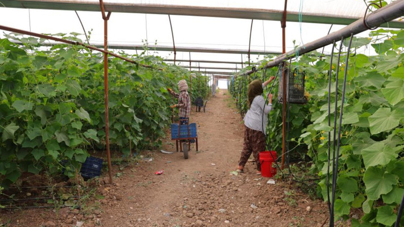 Tarlada 30 lira, markette 60 liraya çıkıyor: Hasadı tek tek yapılıyor - Resim: 1