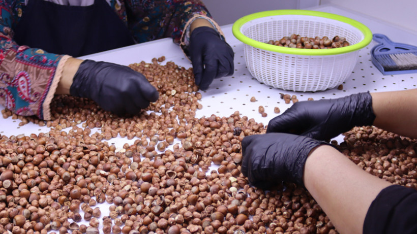 Fındığını ucuza satmak istemeyen üretici yeni bir yol buldu - Resim: 1