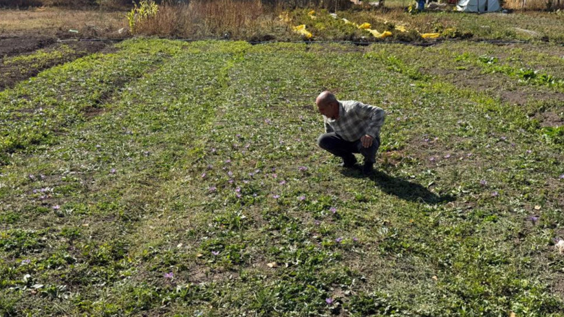Esnaflığı bıraktı, dünyanın en pahalı baharatını yetiştirdi: Kilosu 1 milyon lira - Resim: 1