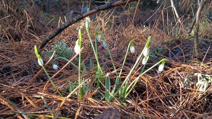 Baharın habercisine dokunmanın bedeli katlandı: Ceza 5 yılda 7 kat arttı - Resim: 5