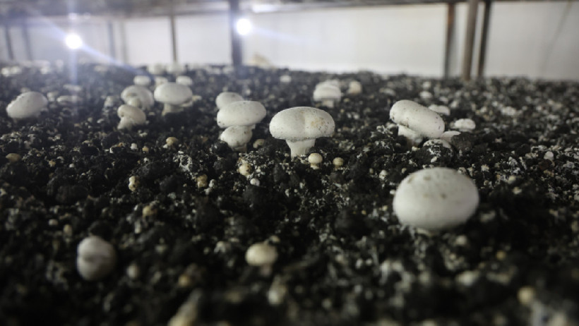 Dolar ve altınlarını bozdurup kurdu, şimdi t&uuml;m Akdeniz'e satıyor - Resim : 2