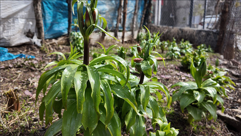 20 g&uuml;n yaşayan ters laleler a&ccedil;tı: Koparana 700 bin liraya kadar ceza - Resim : 1