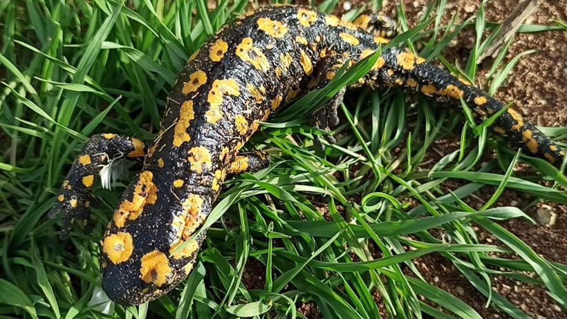 Nesli tehlikedeki &lsquo;Yağmur Gelini&rsquo; baharla birlikte g&ouml;r&uuml;ld&uuml;: Zarar verene 557 bin lira ceza - Resim : 1