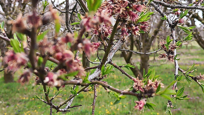 Zirai don vurdu: Kayısı ve badem yandı, g&ouml;zler kirazda - Resim : 1