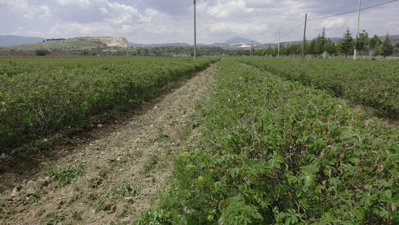 Isparta g&uuml;l hasadına hazırlanıyor: Bu sene beklentiler y&uuml;ksek - Resim : 1