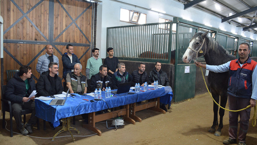 Elit ve koşu tayı se&ccedil;imi tamamlandı: TİGEM, 353 safkan Arap tayını belirledi - Resim : 1