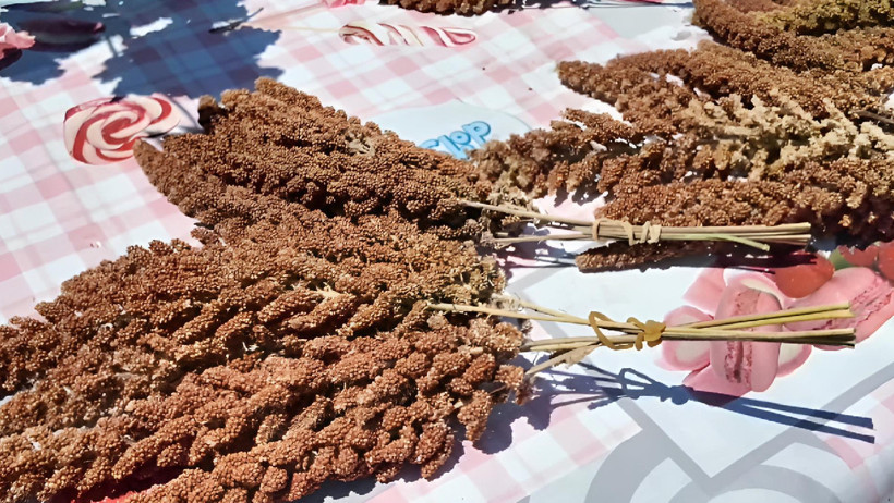 Kimsenin aklına gelmeyen ürünü ekti: İlk hasatta beklentilerin üzerine çıktı - Resim : 1