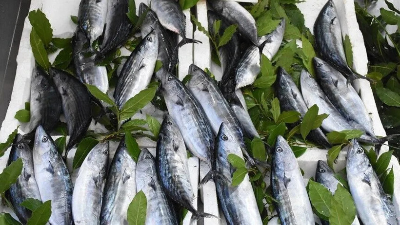 Karadeniz’de tezgahlar şenlendi: Tanesi 30 liraya kadar düştü - Resim : 1