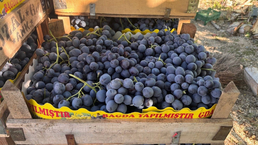 200 yıllık bağlarda yetişiyor, hasat başladı! Kilosu 200 lira - Resim : 1