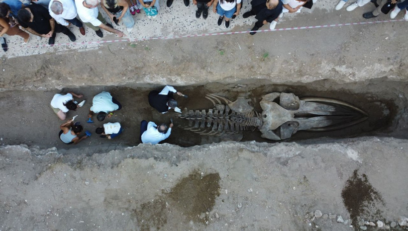 Dört yıl sonra gün yüzüne: Mersin'de Fin Balinası’nın iskeleti ortaya çıkıyor - Resim: 4