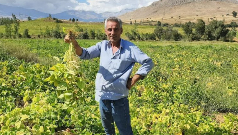 Tarlada kilosu 125 TL: Coğrafi işaretli üründe hasat başladı - Resim: 5