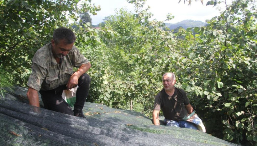 Fındıkta işçilik yükünü hafifleten yöntem: Maliyeti yüzde 80 düşürdü - Resim: 2