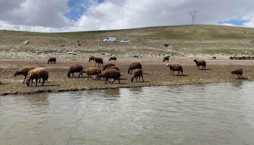 Besiciler dertli: 120 bin TL’ye rağmen çoban bulunamıyor - Resim: 1