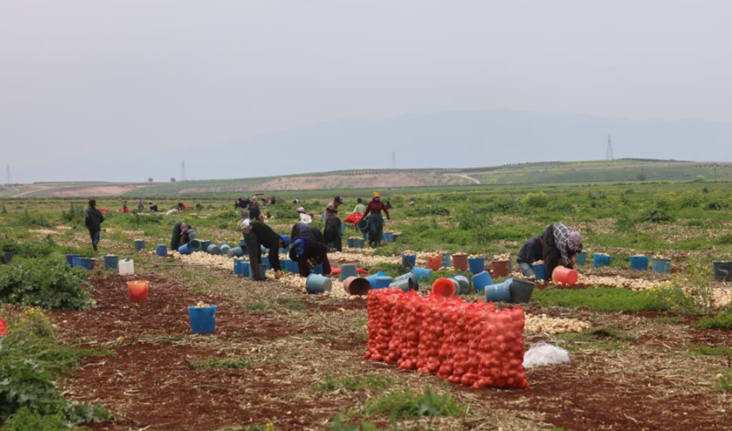 Sınır hattında bereketli hasat: Soğanın tarla fiyatı dikkat çekti - Resim: 2