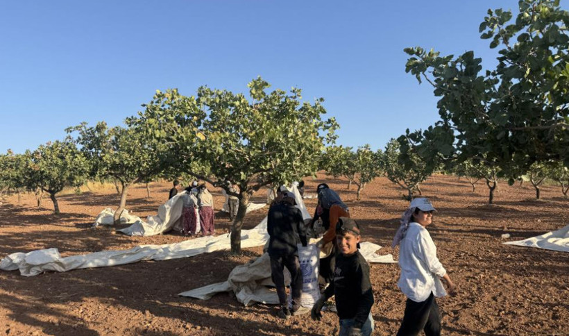 Yeşil altında hasat başladı: Olumsuz hava üretimi vurdu - Resim: 3
