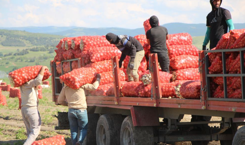 Türkiye'nin soğan deposunda hasat başladı: Fiyatlar belli oldu - Resim: 4