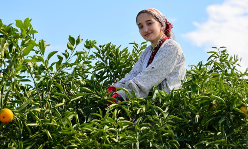 Dalında 8 liraya kadar düştü: Çiftçi beklemeye geçti - Resim: 3
