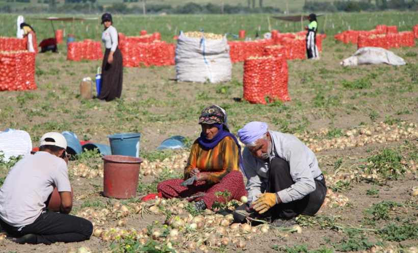 Türkiye'nin soğan deposunda hasat başladı: Fiyatlar belli oldu - Resim: 7