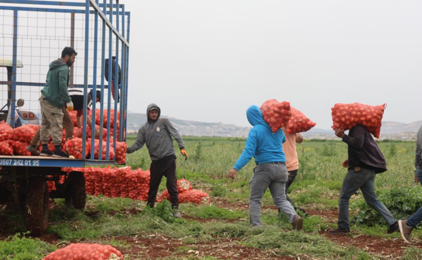 Sınır hattında bereketli hasat: Soğanın tarla fiyatı dikkat çekti - Resim: 4