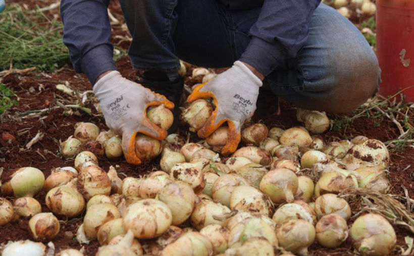 Sınır hattında bereketli hasat: Soğanın tarla fiyatı dikkat çekti - Resim: 7