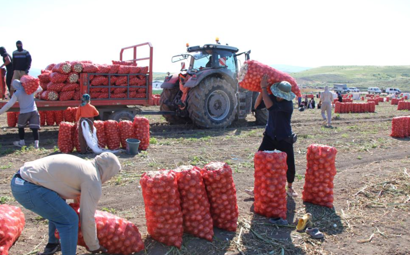 Türkiye'nin soğan deposunda hasat başladı: Fiyatlar belli oldu - Resim: 2