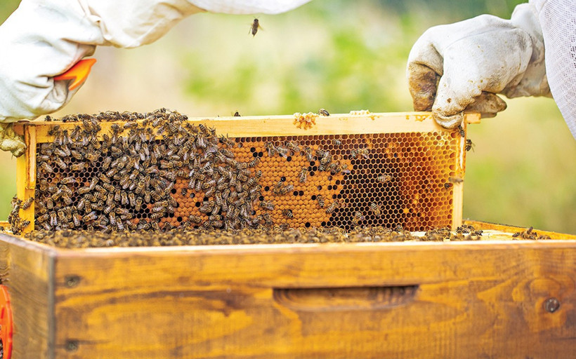 Manisa’da arıcılara yüzde 50 hibeli kovan desteği