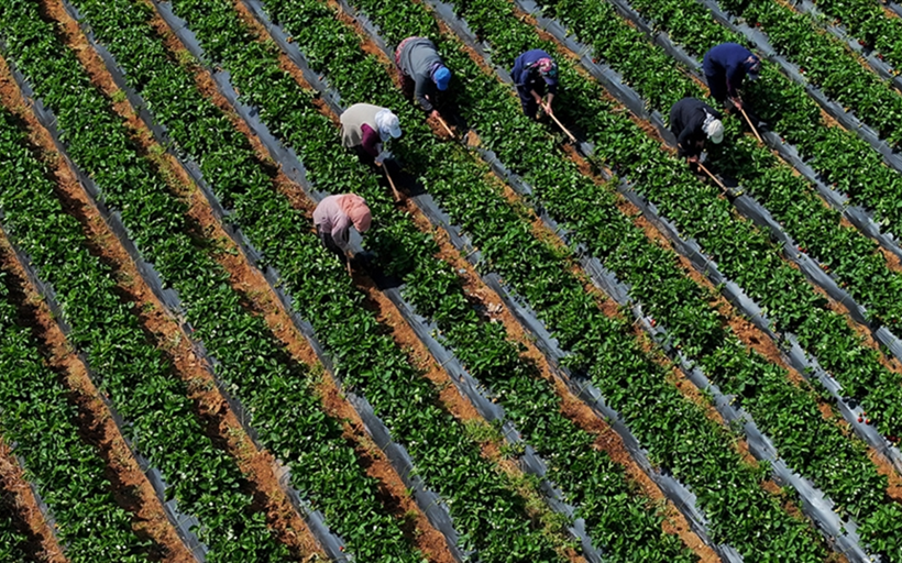 Çiftçinin eylül ayı enflasyonu belli oldu! Meyvede sert artış