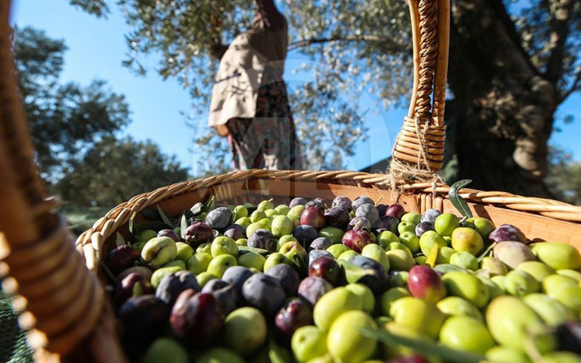 Zeytinde tavan fiyat belli oldu