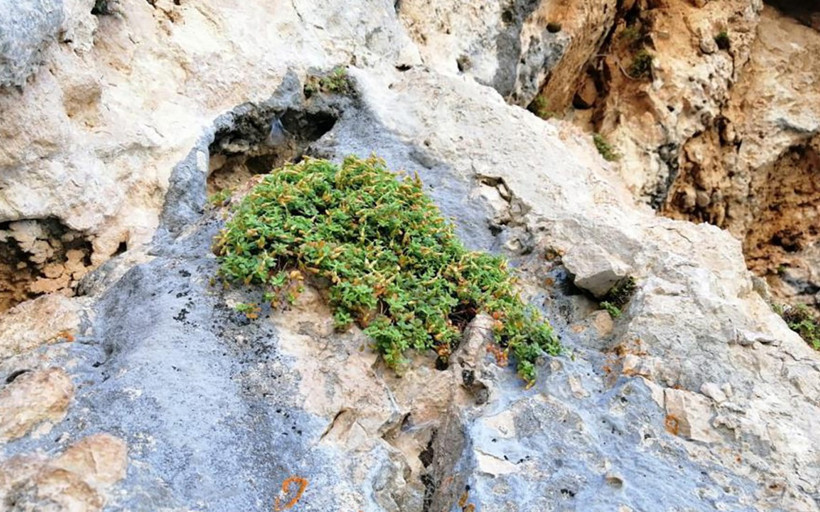 Bilim dünyasında heyecan yarattı: Sarı kantarondan bile daha etkili 