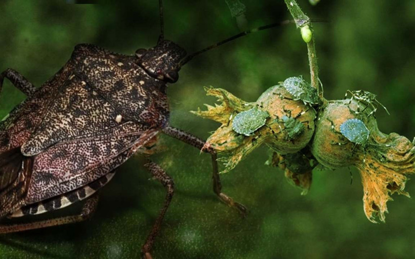 Kokarca fındığı yedi bitirdi: Zarar yüzde 100'e ulaştı