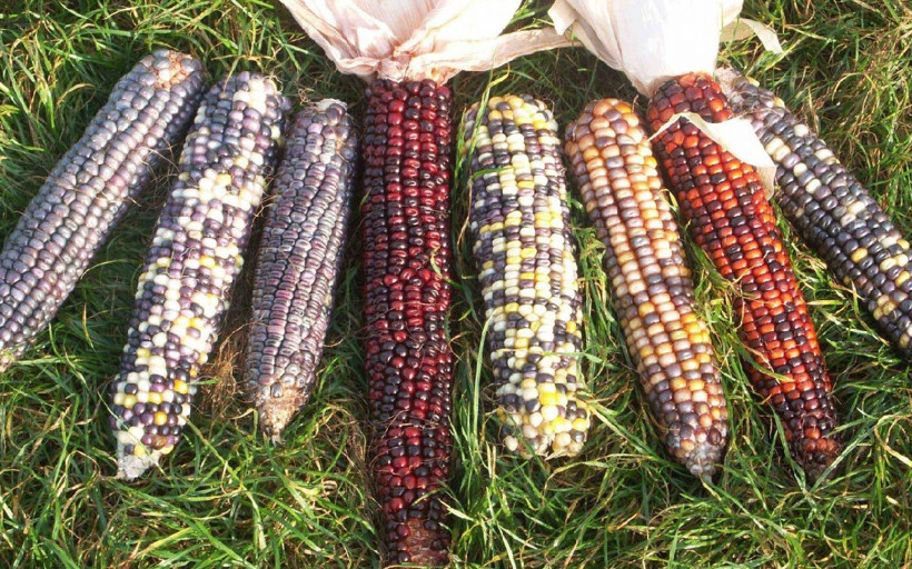 AB’den yeni nesil genetiği düzenlenmiş bitkilere yeşil ışık