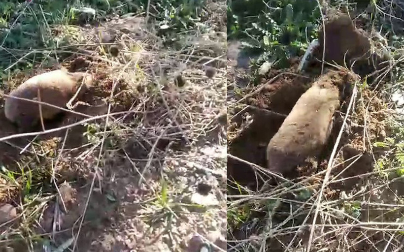 Yer altının gizemli canlısı Manisa’da ortaya çıktı