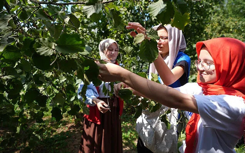 Düzce'de fındığın hasat tarihleri belirlendi