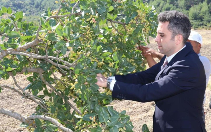 'Yeşil Altın'da hasat başladı: İlçenin yeni gelir kapısı oldu