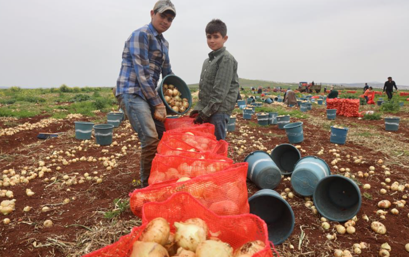 Sınır hattında bereketli hasat: Soğanın tarla fiyatı dikkat çekti - Resim: 1