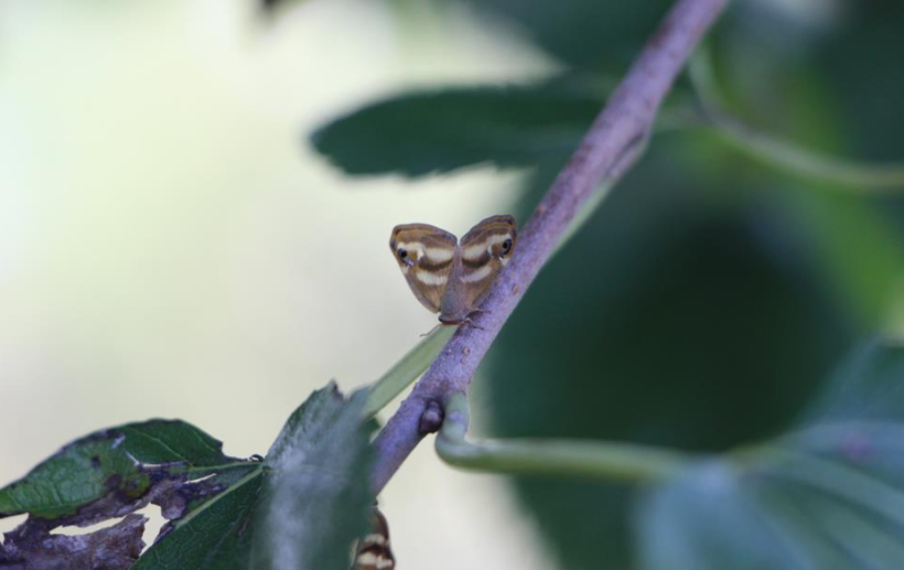Tarımı tehdit ediyor, verimi d&uuml;ş&uuml;r&uuml;yor: Doğu Karadeniz&rsquo;i saran 3 istilacı t&uuml;r - Resim : 1