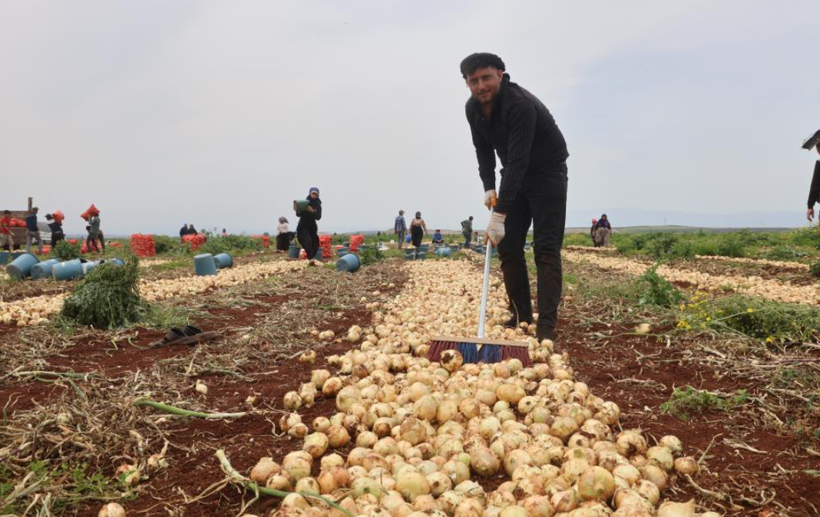 Sınır hattında bereketli hasat: Soğanın tarla fiyatı dikkat çekti - Resim: 3